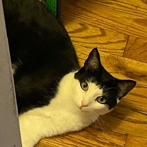 Meet your Posher, Thomas